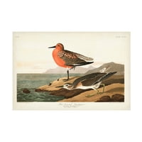 John James Audubon 'Crveni Sandpiper' Canvas Art
