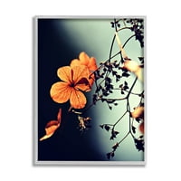 Stupell Industries osvijetljen detaljnim cvjetnim laticama Photo Shoto Shey Framed Art Print Wall Art, Dizajn Lil